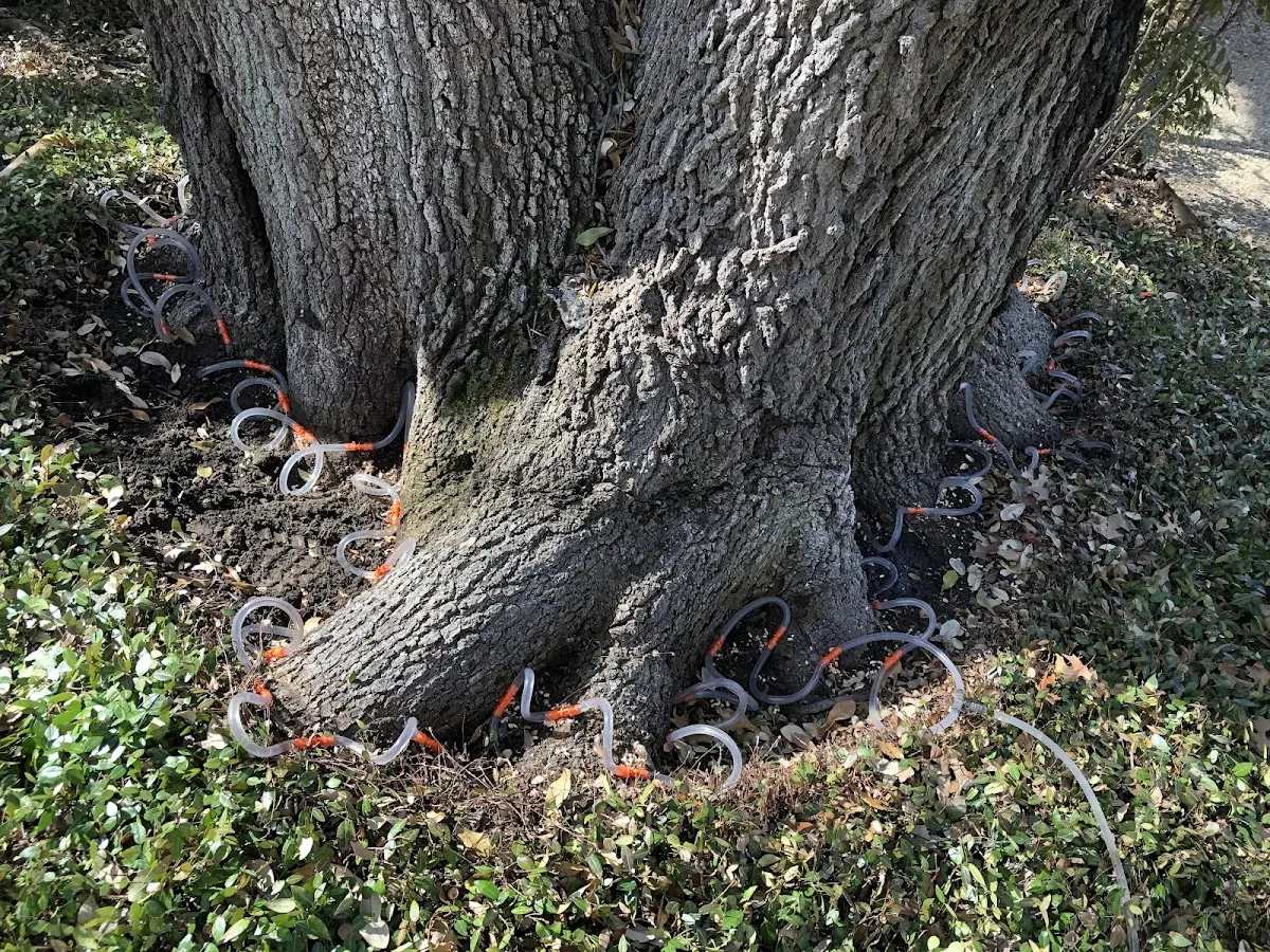 Detailed Tree Cabling and Bracing job site in Gilbert