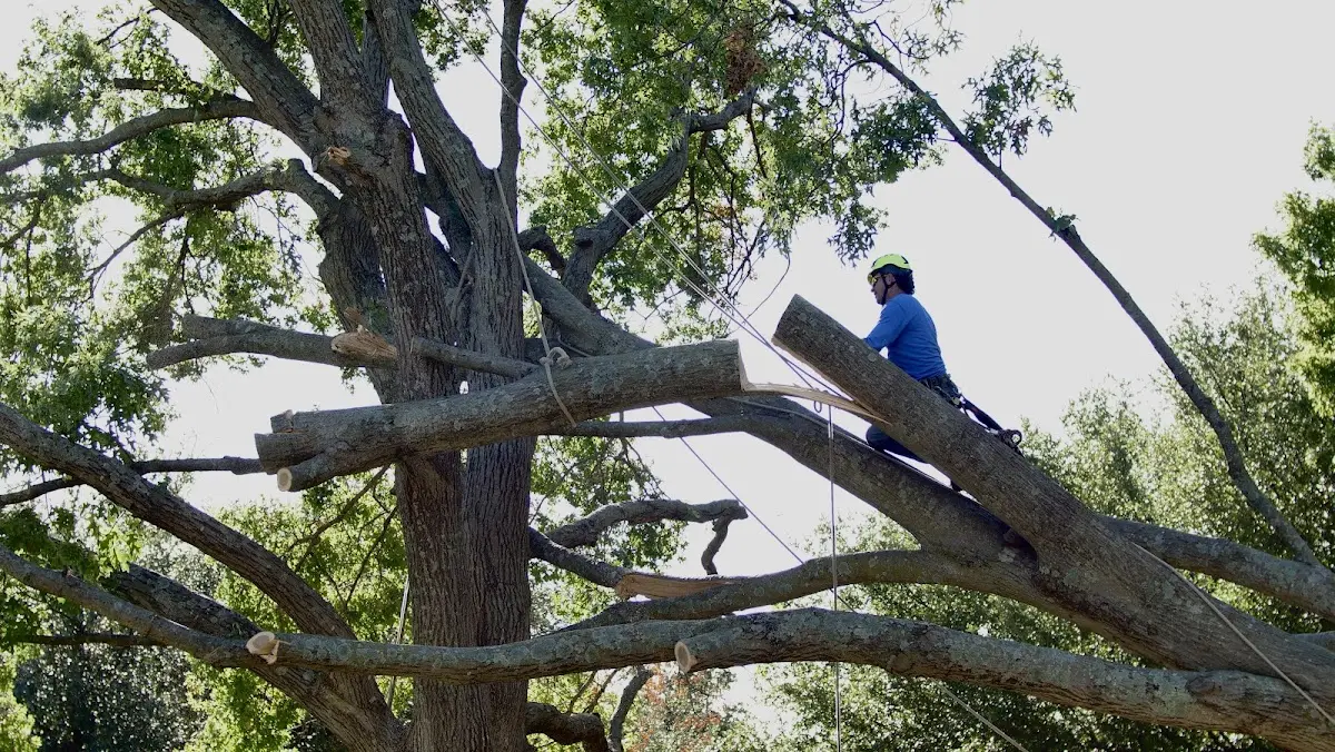 Professional Crown Thinning performed by certified arborists in Gilbert